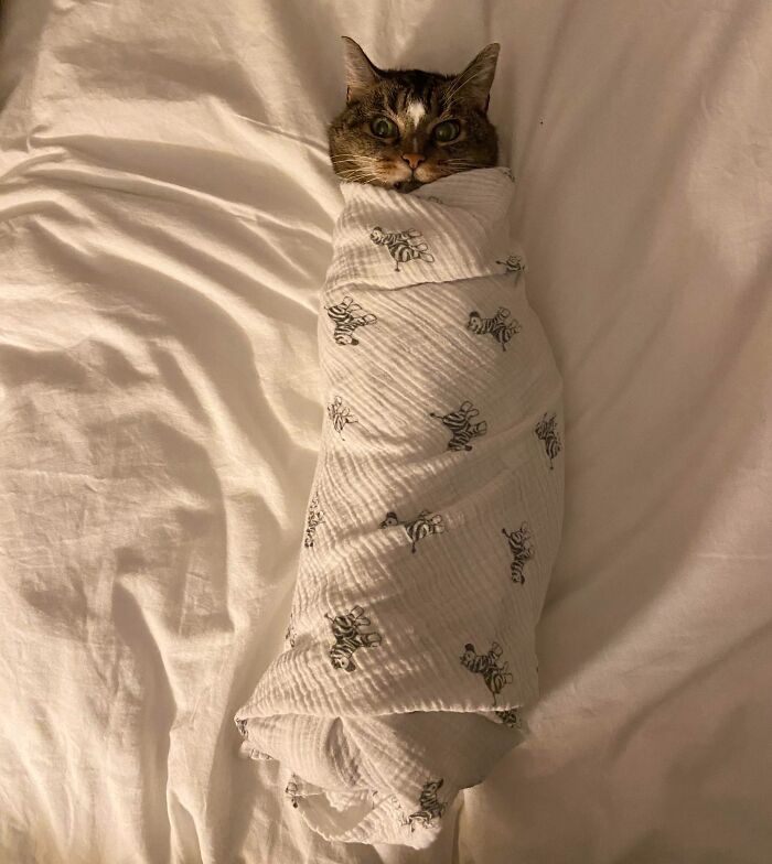Cat humorously swaddled like a baby in a zebra-patterned blanket, capturing funny pregnancy situations.