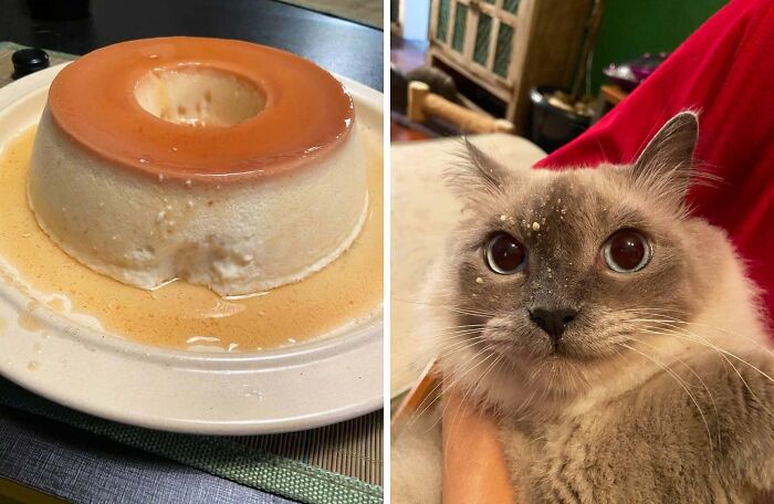 Creamy flan dessert on a plate beside a fluffy cat with wide eyes, both creating a blessed image for a cheerful day.