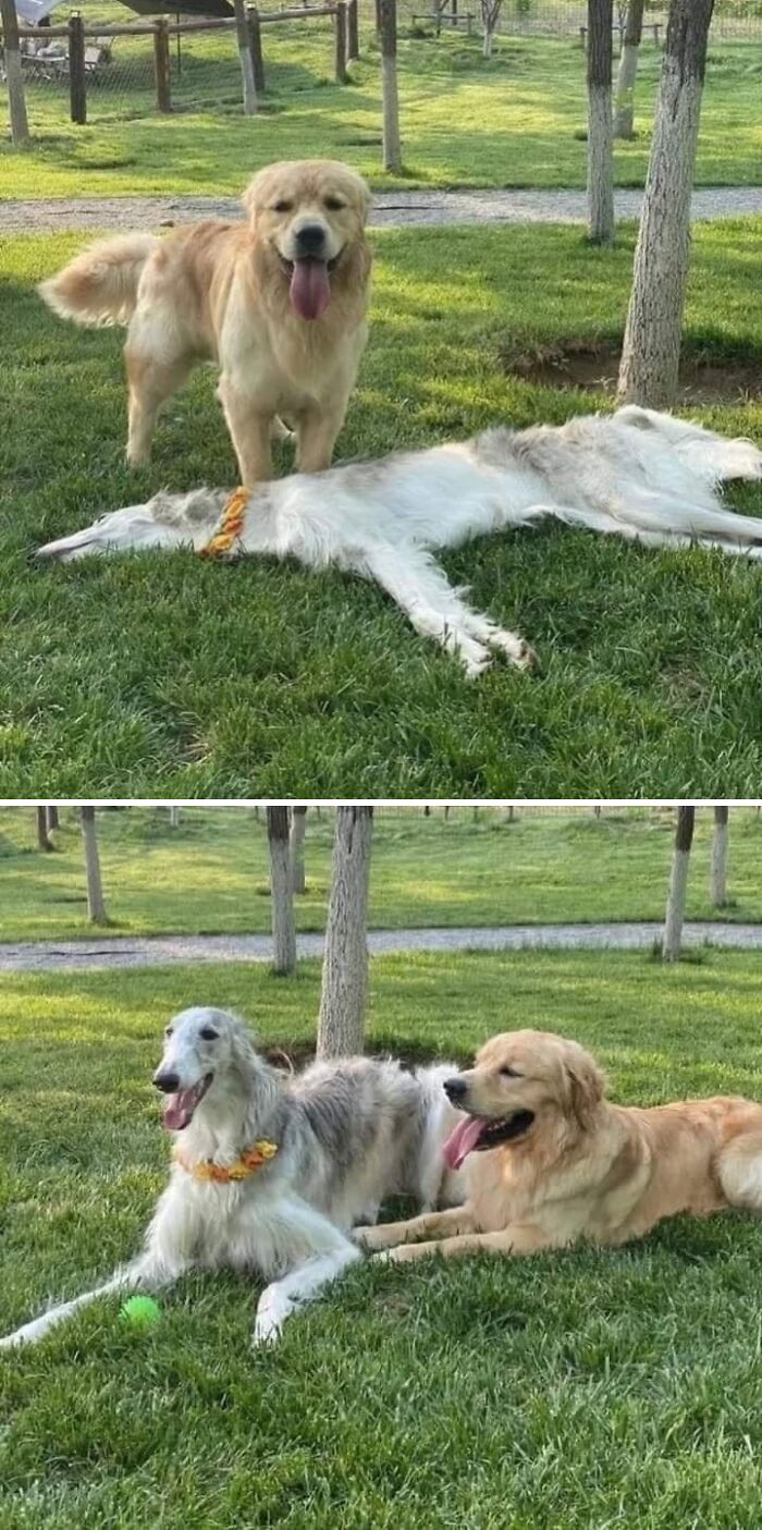 Two happy dogs relaxing on the grass in a park, embodying pure joy and blessed vibes.
