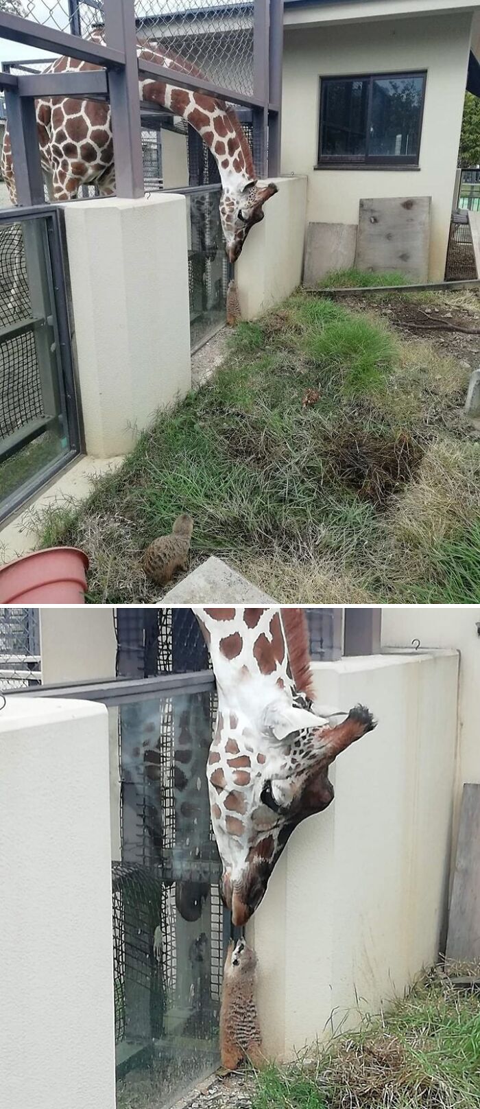Giraffe and meerkat sharing a moment by a wall, illustrating a blessed image that can brighten your day.