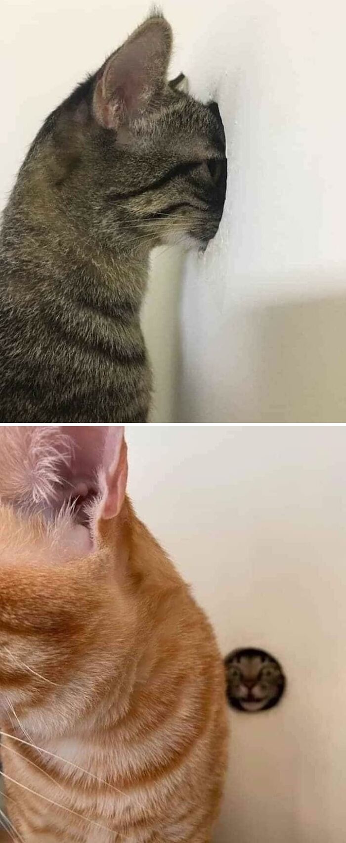 Two cats by a wall, one has its face pressed against a hole, and the other peeks its face through it. Blessed images mood.