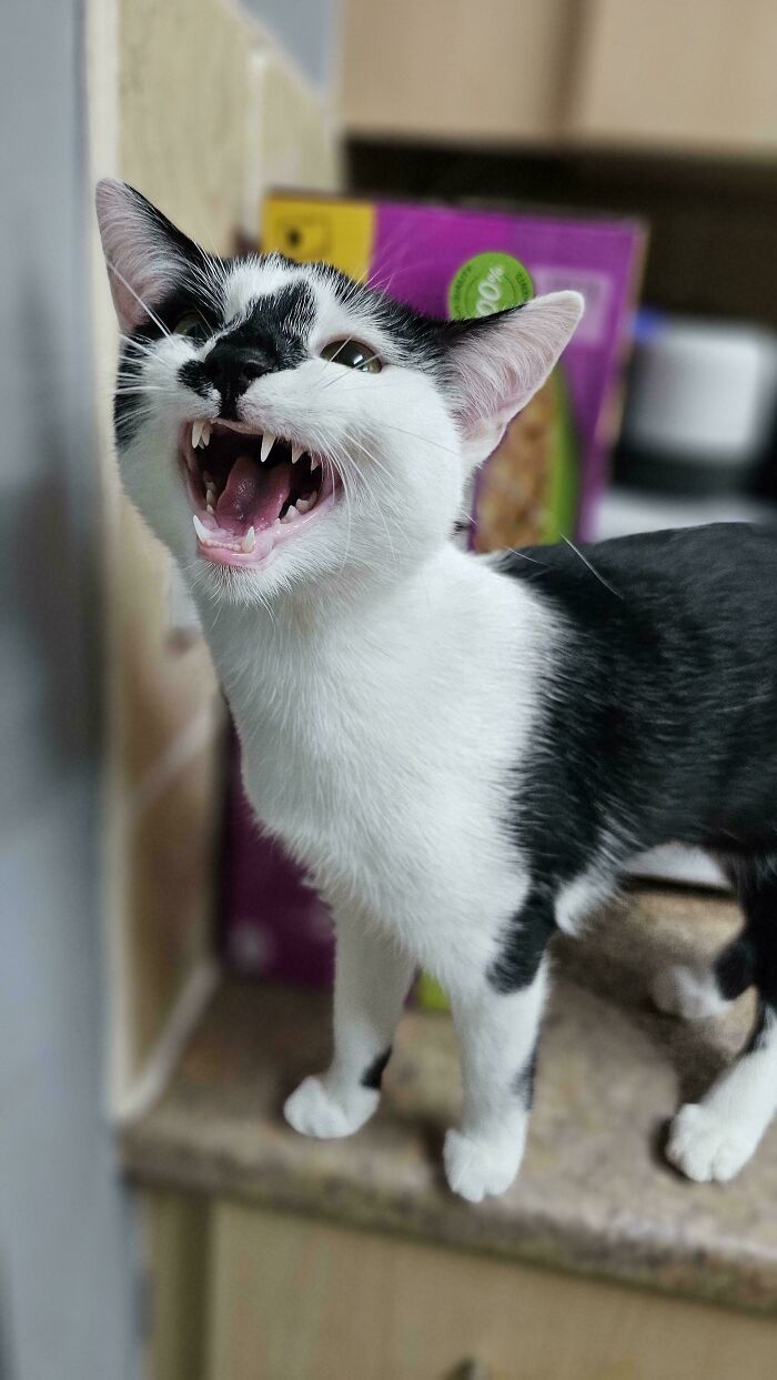 Black and white cat meowing loudly on a kitchen counter showing sharp teeth and playful expression.