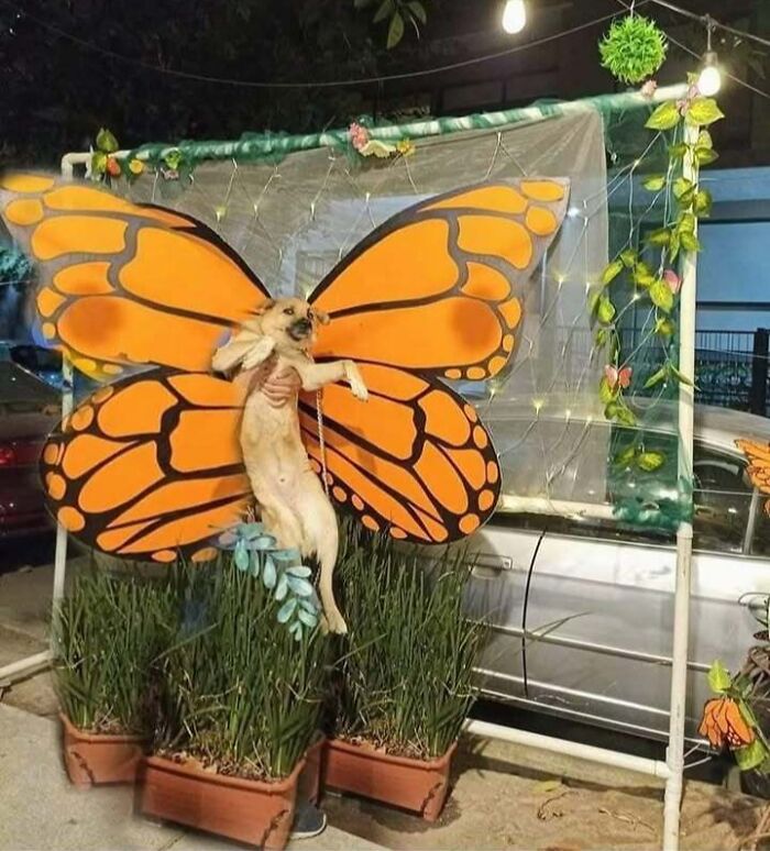 Dog with butterfly wings, creating a blessed image in a whimsical garden setting.