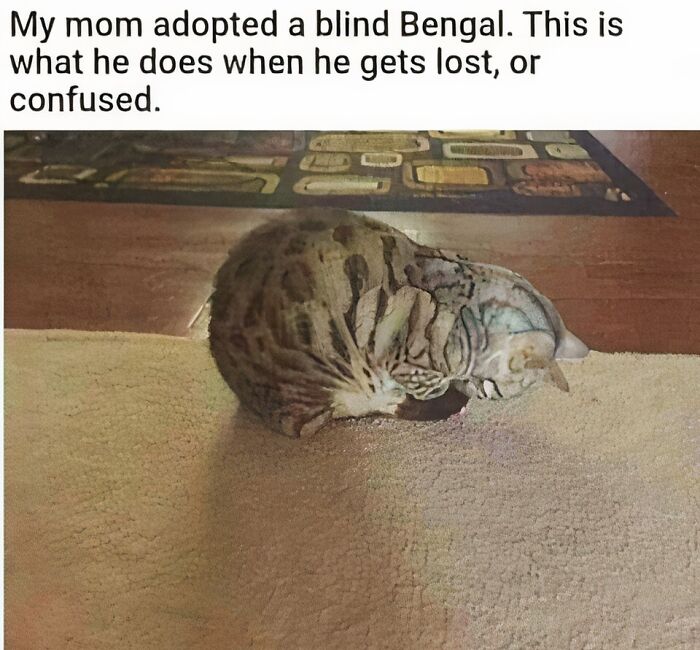 A blind Bengal cat sitting curled up on a carpet, looking adorable and wholesome.