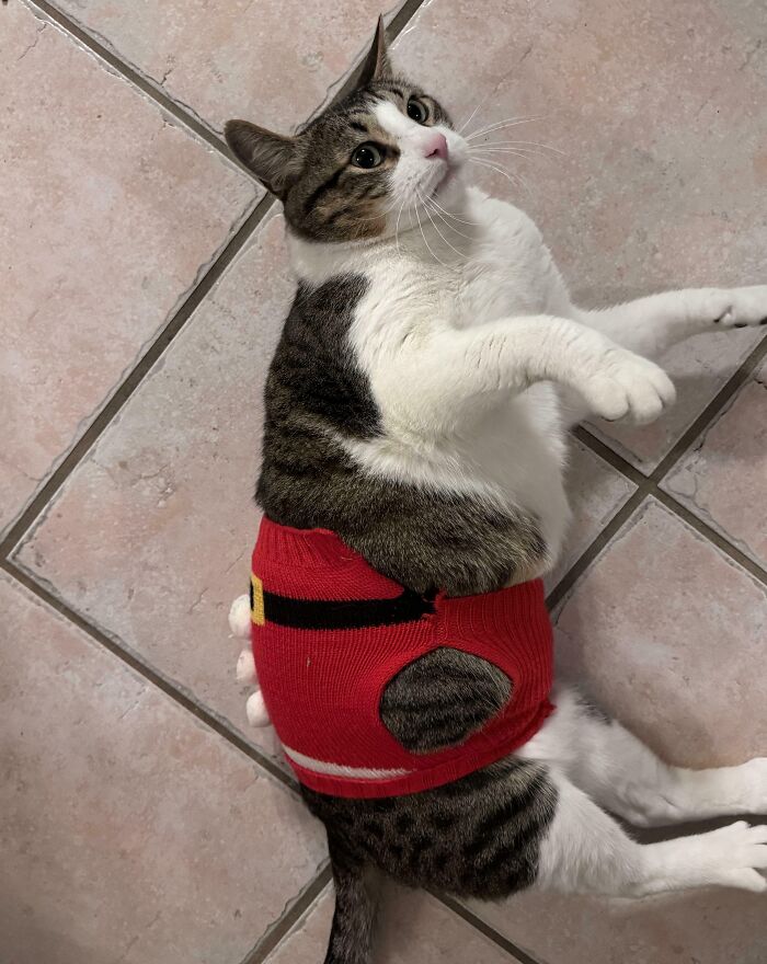 Cat in a red Santa sweater lying on a tiled floor, embodying Christmas accidents with a humorous twist.