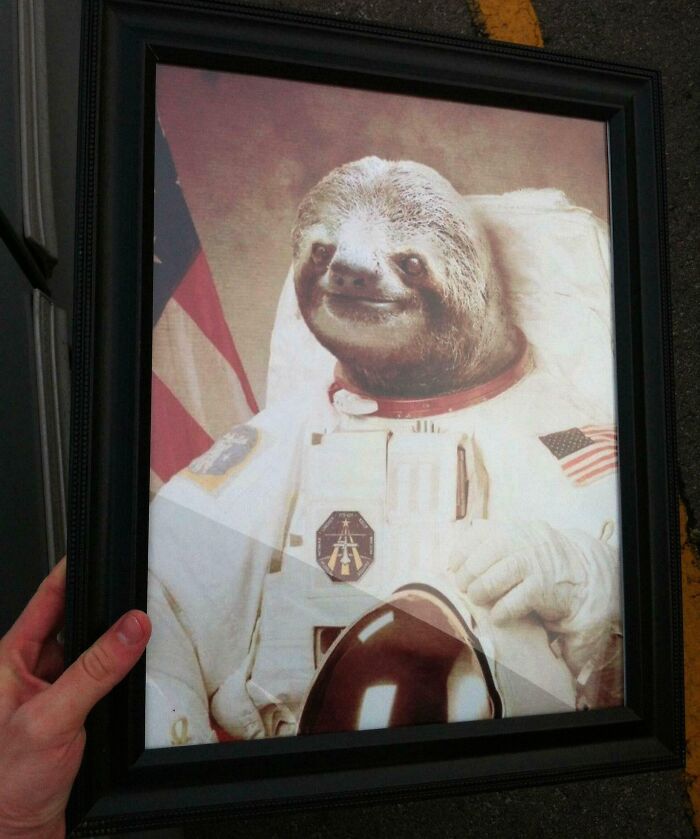 Framed image of a sloth dressed as an astronaut, a humorous trolling Christmas gift, being held by a person.