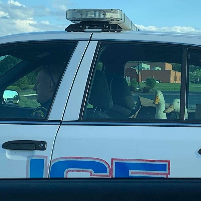 Two ducks sit in the backseat of a police car, showcasing amusing weirdness.
