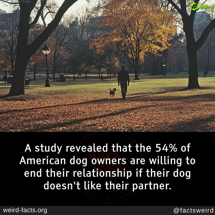 Man walking dog in autumn park; text highlights weird fact about dog owners prioritizing pets over relationships.
