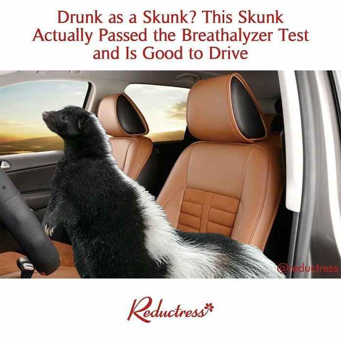 Skunk humorously pictured in car seat after passing a breathalyzer test, embodying fake headline wit.