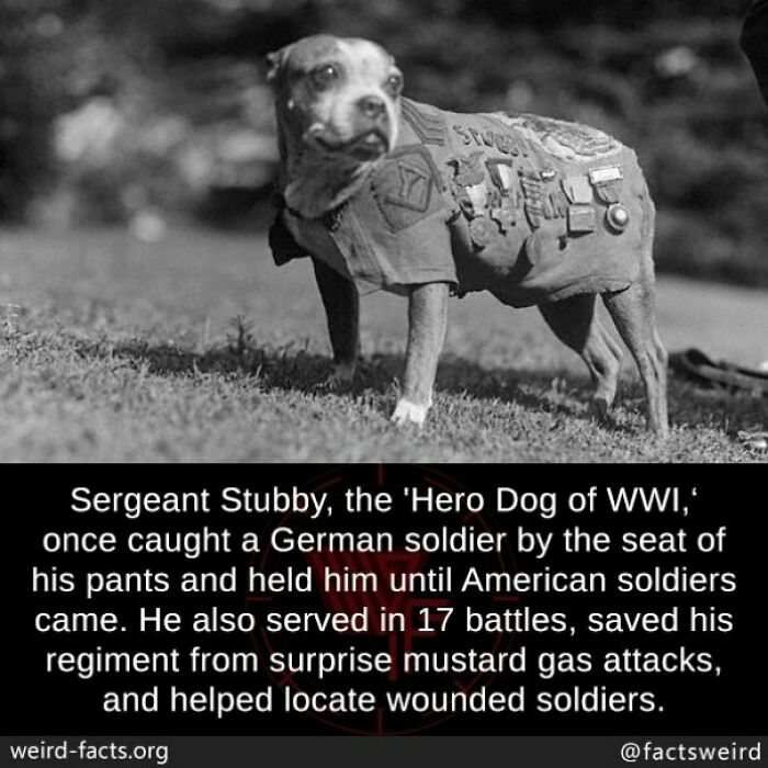 WWI hero dog Stubby wearing a uniform with medals, known for catching German soldiers and saving regiments.
