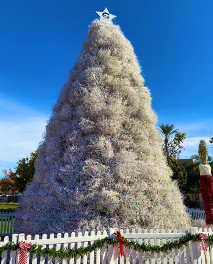 Unique Christmas tree made of tumbleweeds, decorated with lights, behind a white picket fence under a clear blue sky.