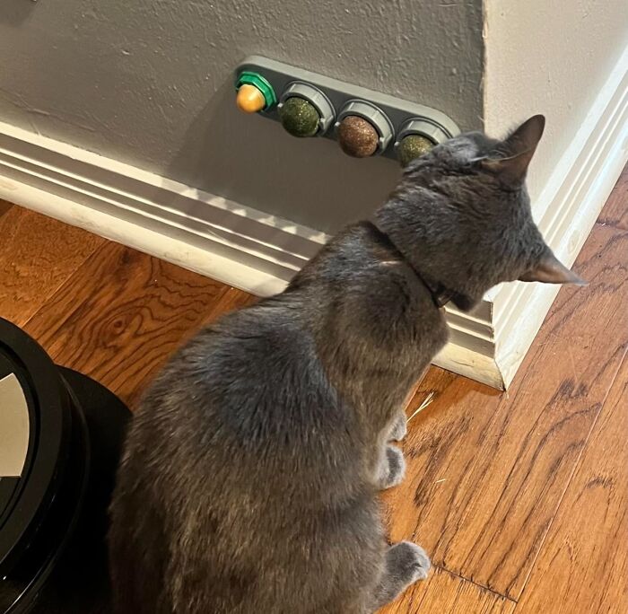 Gray cat sniffing wall-mounted catnip dispensers on hardwood floor, showcasing paw-fect gifts for pets and their humans
