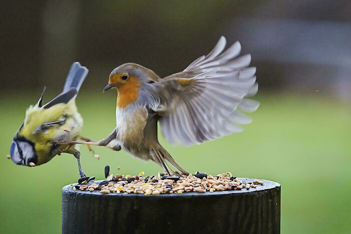 Two birds by a feeder, with one bird pushing the other, showcasing funny bird behavior.