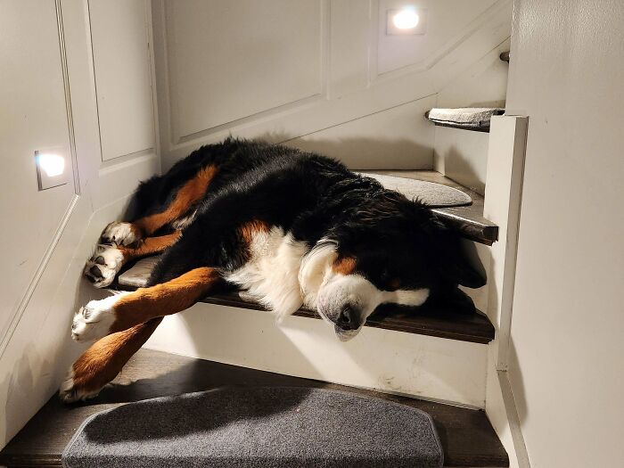 Large dog humorously sleeping on narrow staircase steps, showcasing amusing dog shenanigans indoors.