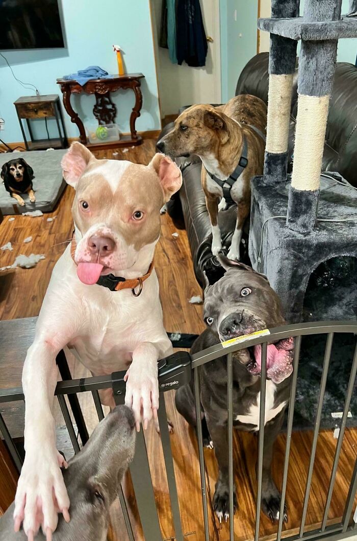 Dogs acting silly behind a pet gate, one dog with tongue out, creating a humorous scene for their owners.