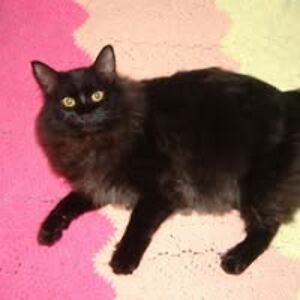 atomicsagebrush avatar