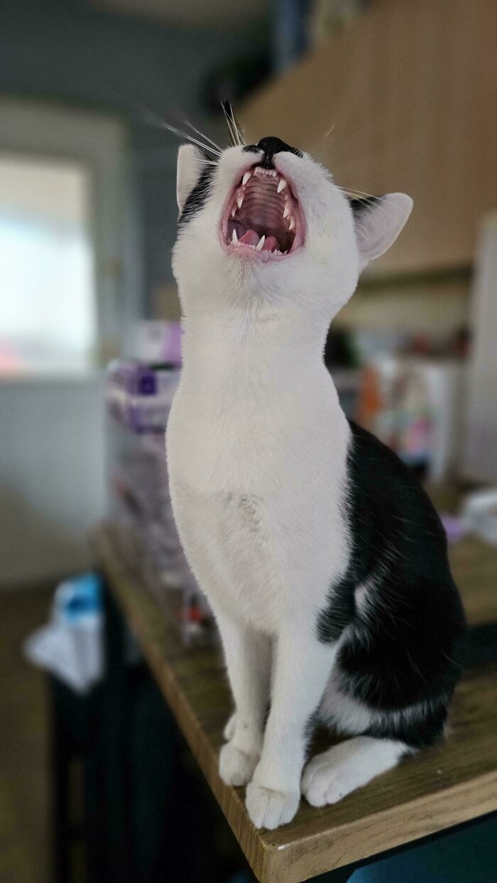 Black and white cat mid-meow with mouth wide open, showing teeth, sitting on a wooden table indoors.