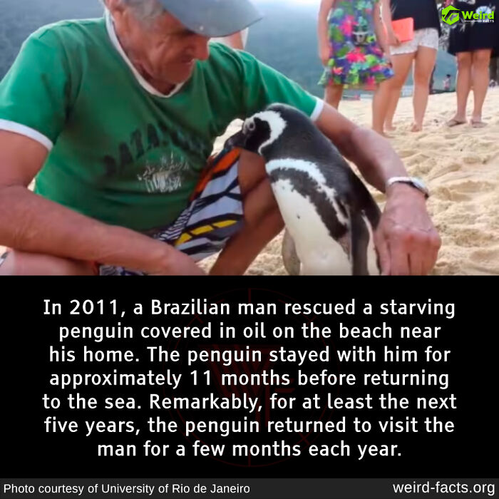 Man sitting on sand with a penguin he rescued, illustrating weird and random facts about their bond over the years.