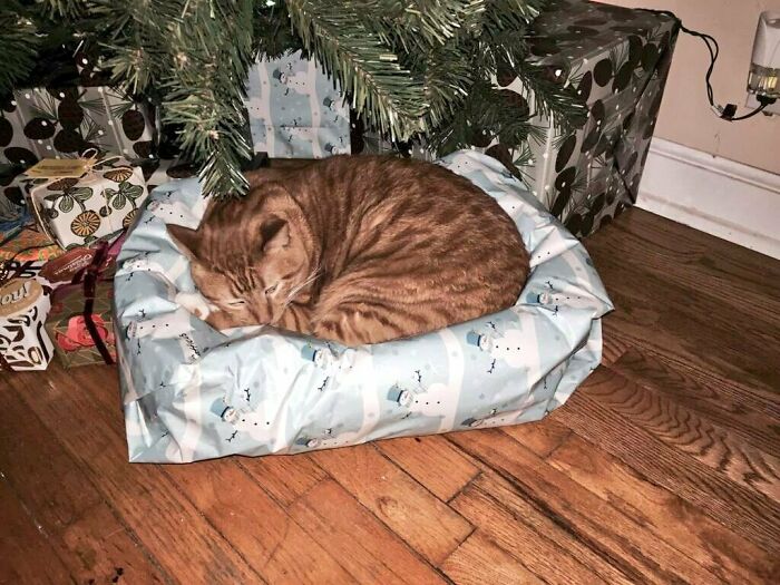 Cozy cat napping on wrapped gift under Christmas tree, showcasing cute funny animals theme.