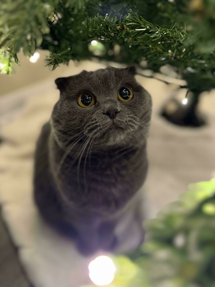 Gray cat with wide eyes sitting under a Christmas tree, representing cute funny Christmas animals.