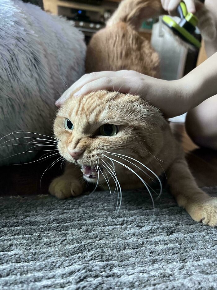 Orange cat meowing loudly while being petted, displaying intense expression and wide whiskers on a textured carpet.
