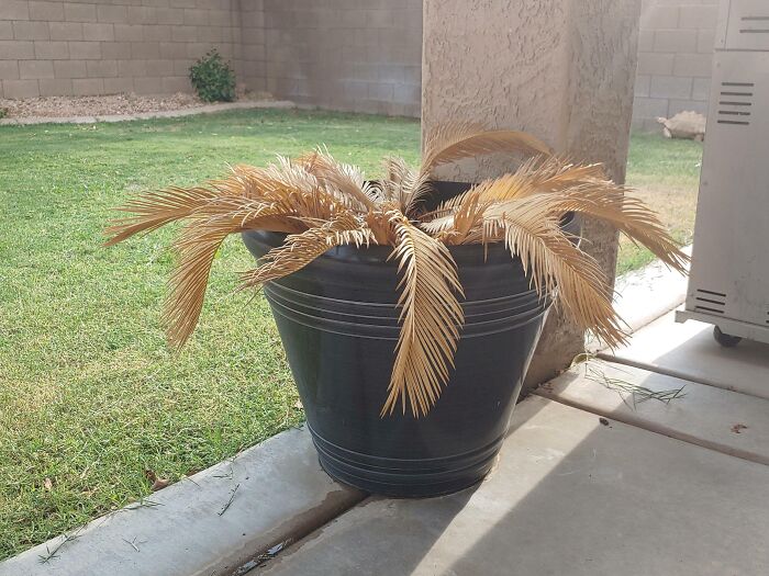 A neglected potted plant with drooping, dried leaves sits outdoors, illustrating infuriating family members' lack of care.