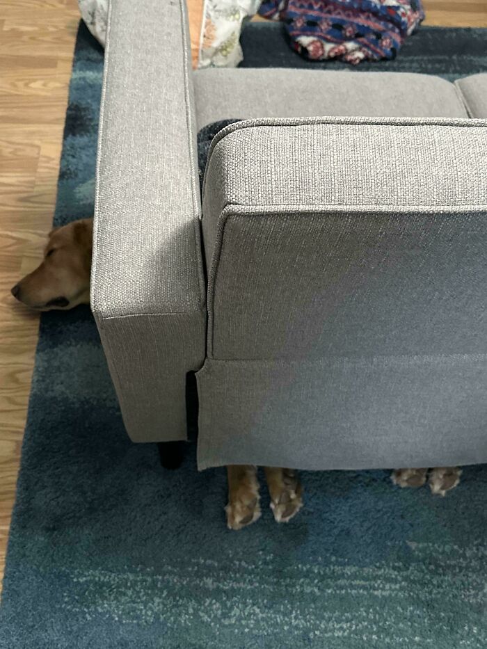 Dog half-hidden under sofa, head and paws visible, displaying amusing shenanigans on the carpet.