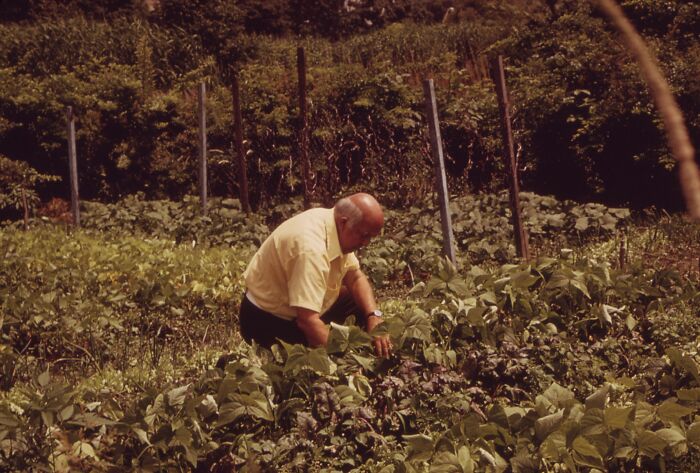 Man working in a lush garden, surrounded by green plants, captured in a nostalgic 1973 world setting.