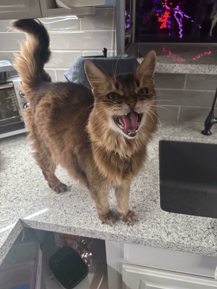 Brown cat standing on kitchen counter with mouth open, captured mid-meow for born to scream cats photos.