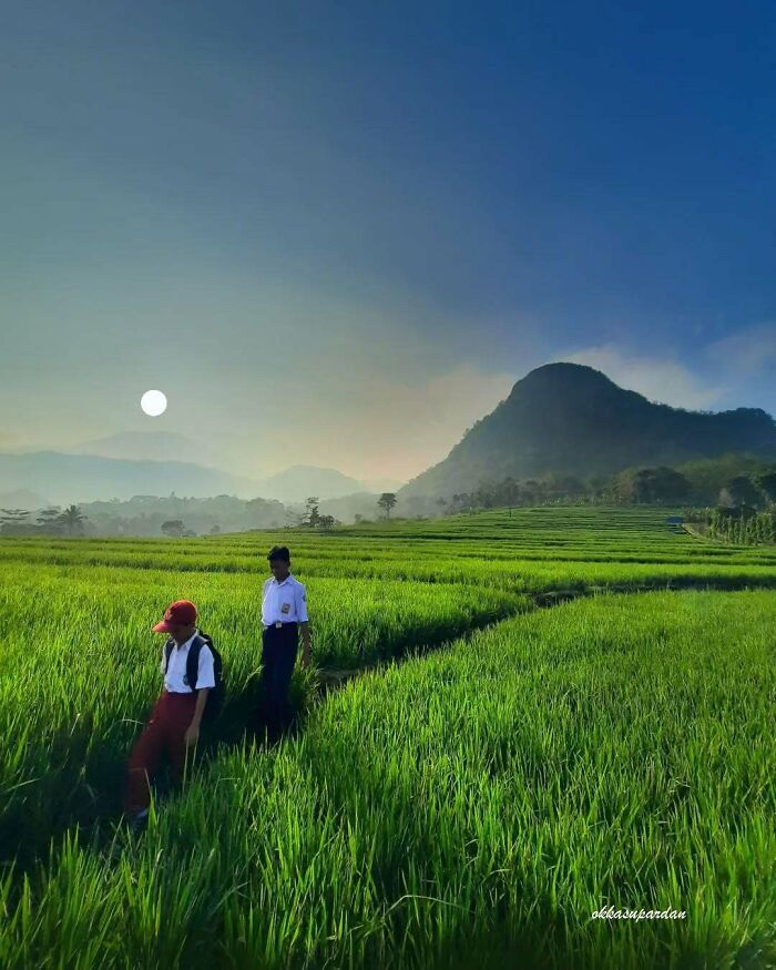 Indonesian photographer captures simple life: children walking through vibrant green rice fields with a mountain backdrop.
