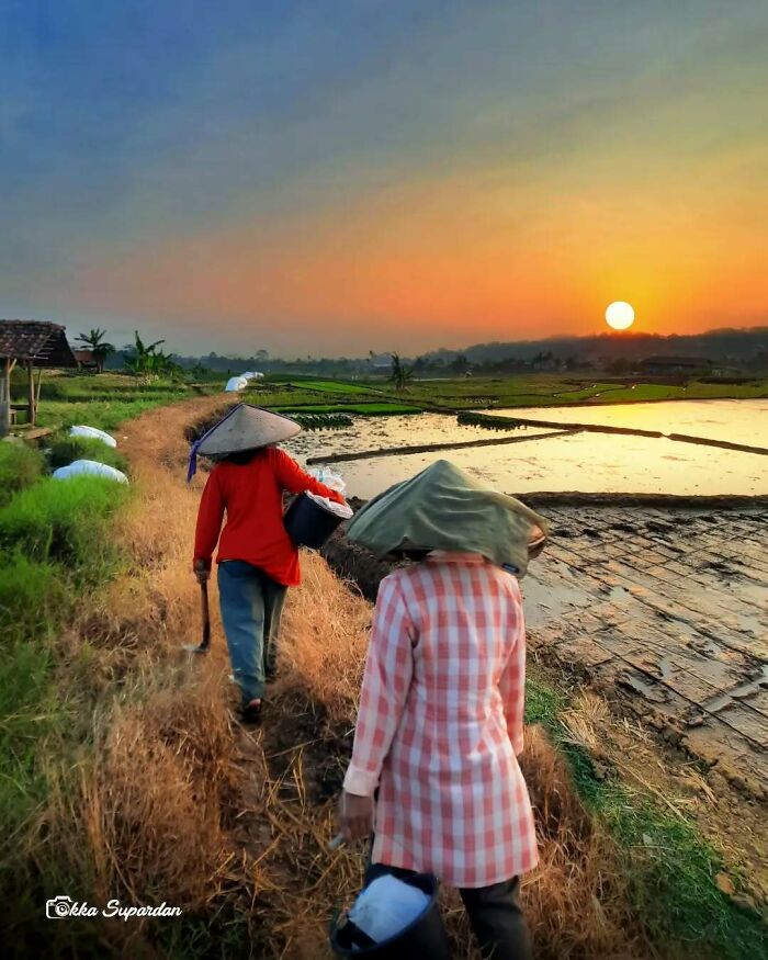 Indonesian photographer captures two farmers at sunrise, walking along a rice field path in traditional hats.
