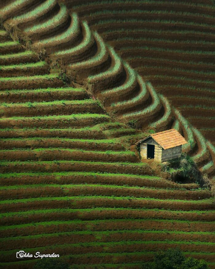 Terraced fields in Indonesia with a small wooden hut illustrating simple life moments by a photographer.