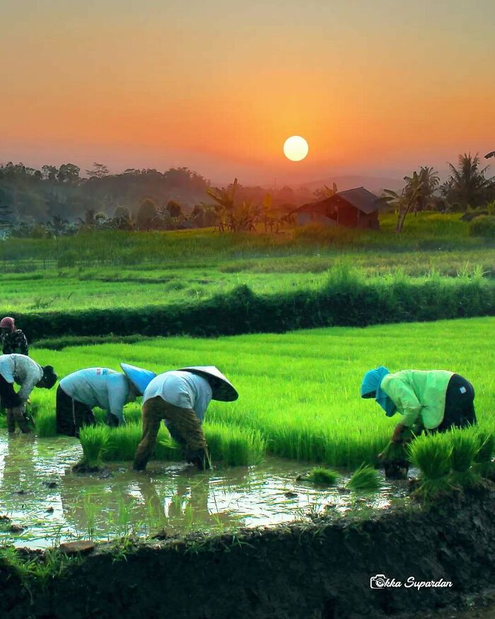 Indonesian farmers working in rice fields at sunset, capturing captivating simple life moments.