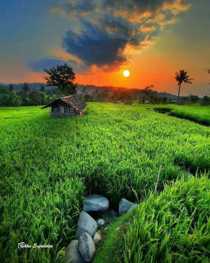 Indonesian photographer captures serene sunset over lush green rice fields, with a small hut and distant palm trees.
