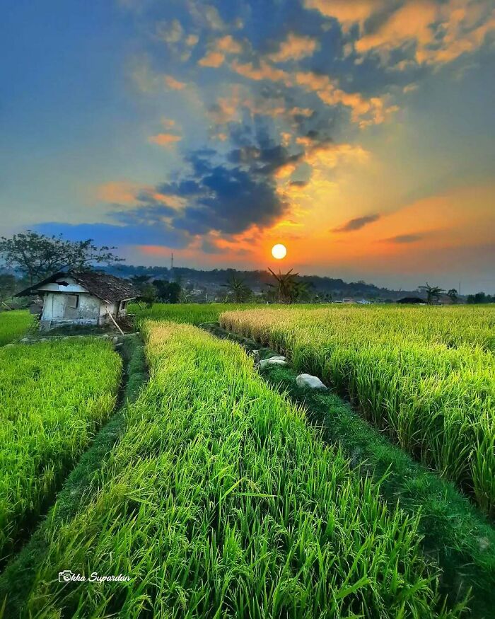 Indonesian photographer captures a simple rice field at sunset, with vibrant skies and a small hut.