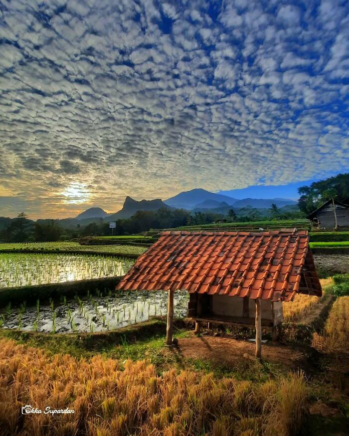 Indonesian photographer captures a serene rural landscape with a sunrise over rice fields and a red-tiled hut.