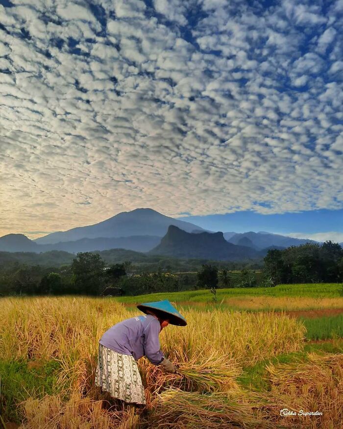Indonesian photographer captures a farmer harvesting rice under a dramatic cloudy sky with mountains in the background.