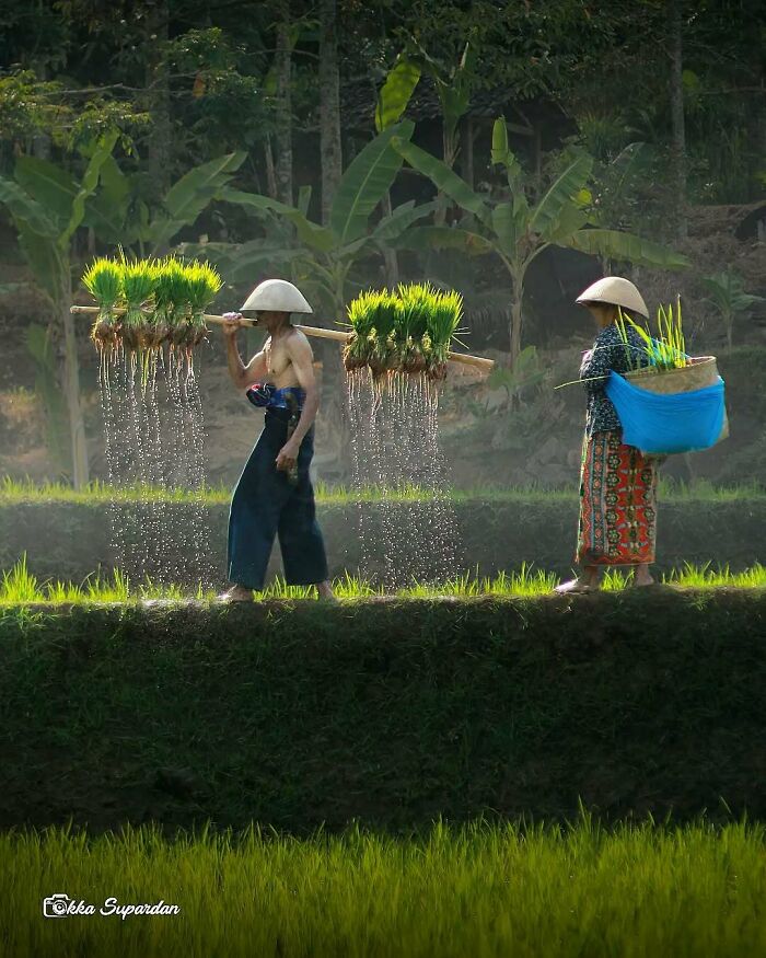 Indonesian villagers carrying rice seedlings in a lush green field, capturing simple life moments in rural Indonesia.