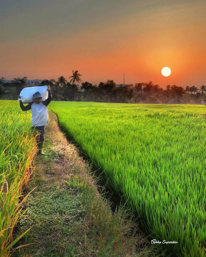 Indonesian photographer captures a person carrying a sack through lush green rice fields at sunset.
