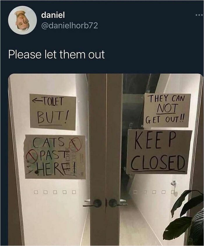 Signs on a glass door with funny and unhinged messages about cats and keeping the door closed.