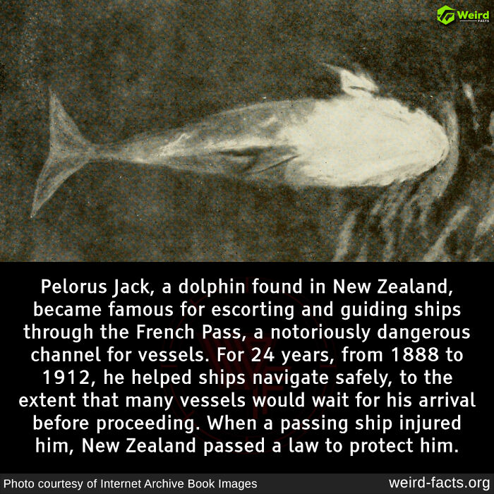 Pelorus Jack, a dolphin famous for guiding ships through New Zealand’s French Pass, depicted with historical context.