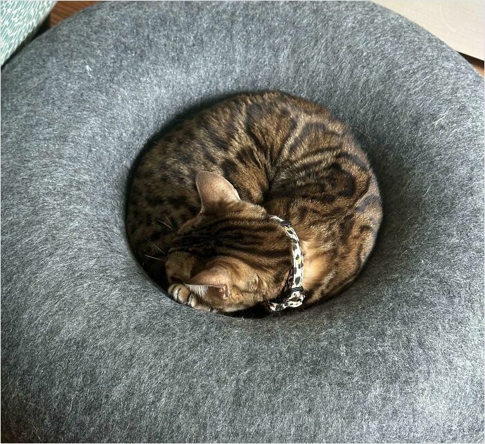 A cat curled up perfectly in a round, soft grey cushion, exemplifying a satisfying perfect fit.