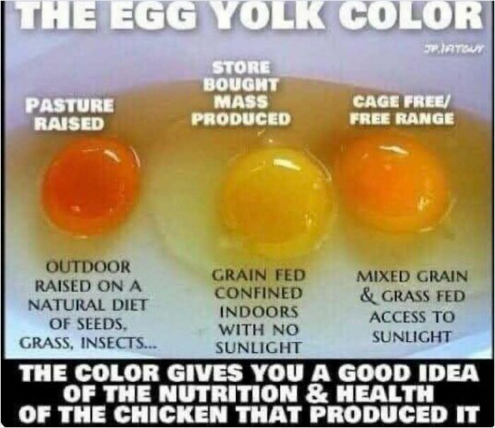Egg yolk color comparison showing differences between pasture-raised, store-bought, and cage-free eggs.
