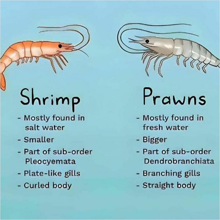 Shrimp vs Prawns illustrated, highlighting differences such as habitat, size, gills, and body shape.