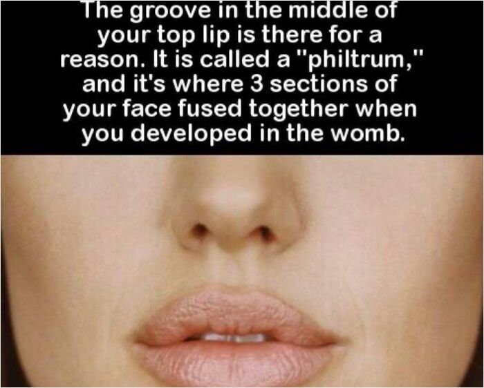 Close-up of a person's philtrum with text explaining its function and formation.