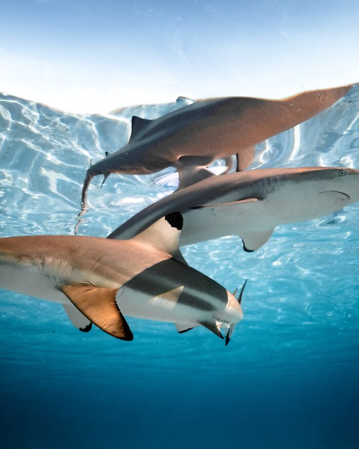 Sharks swimming in clear blue water, showcasing marine life diversity.