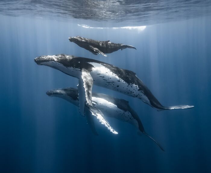 Marine life photo featuring a pod of whales swimming underwater.