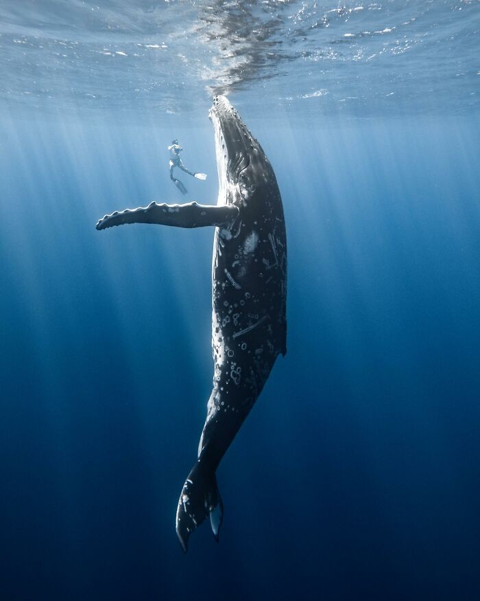 Marine life photo: a diver swims near a majestic whale in clear blue ocean waters.