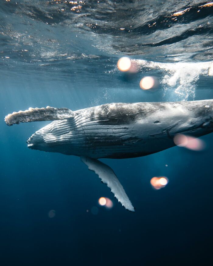 Marine life: underwater shot of a humpback whale swimming gracefully beneath the ocean surface.