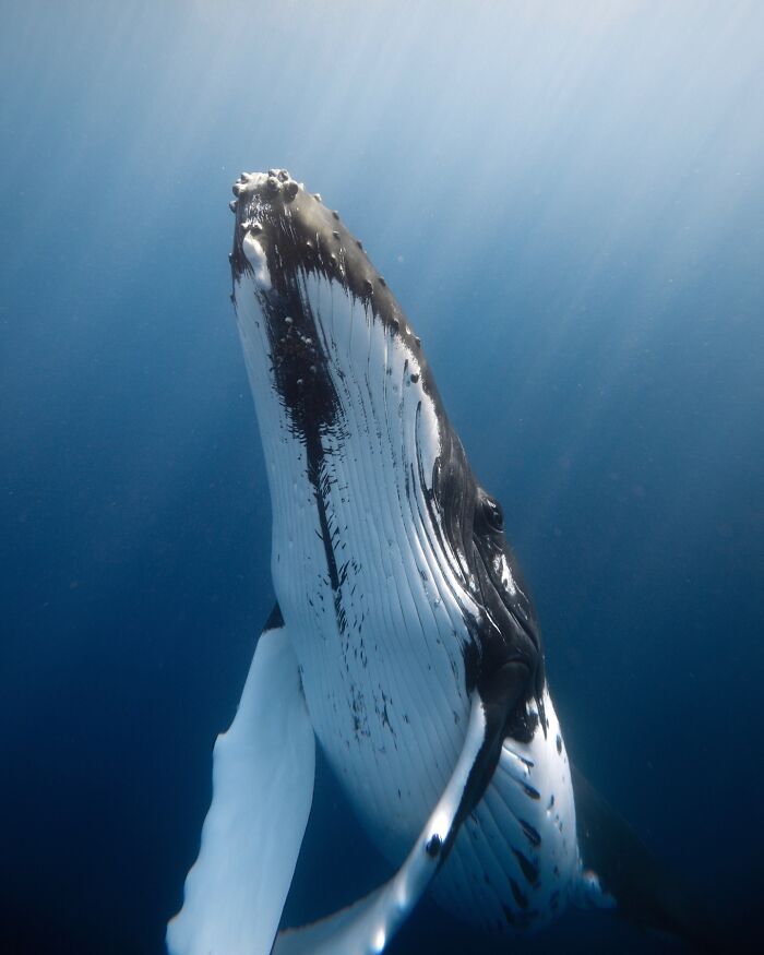 Captivating marine life photo of a humpback whale swimming underwater in an ocean.